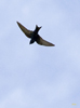 Purple Martin